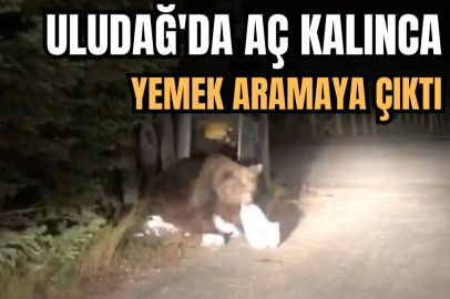 Yemek arayan ayı kameralara yansıdı