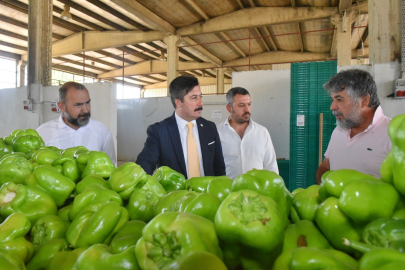 Yenişehir Biberi Şahlanıyor!