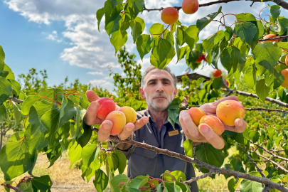 Volkanik Topraklarda 6 Ton Kayısı Hasadı Yapıldı!