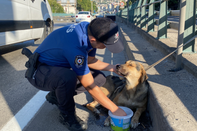 Yaralı köpeği polis kurtardı!