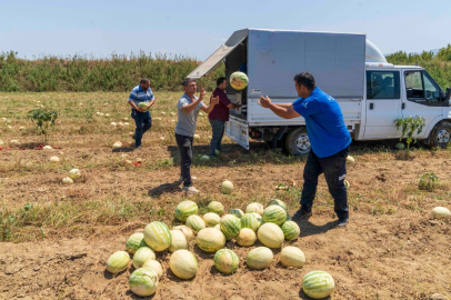 Çiftçi karpuzlarını istediği fiyata satamayınca hayvanlara yem yaptı