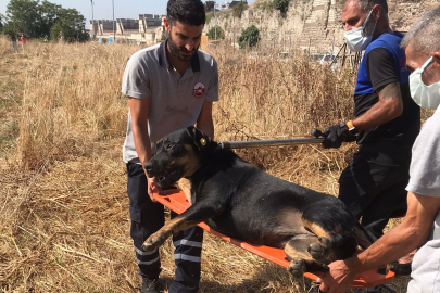 Genç adamı parçalayarak öldüren sokak köpekleri toplanıyor!