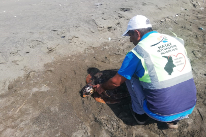 Yaralı halde bulunan caretta caretta tedavi altında