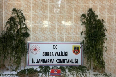 149 Kök Kenevir Jandarma Ekiplerince Ele Geçirildi