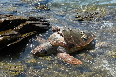 Ölü caretta caretta bulundu