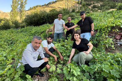 Yerli üzümün bereketi yüz güldürüyor!