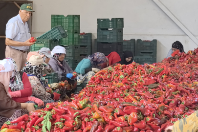 İnegöl'de Biber Salçası Sezonu Açıldı