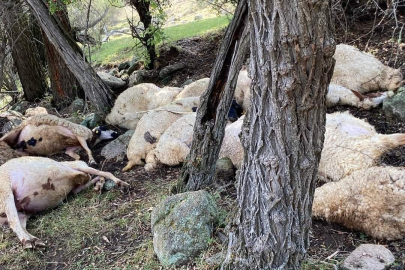 Üzerine yıldırım düşen koyunlar telef oldu