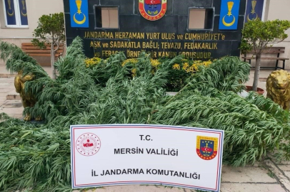 Mersin'de Kenevir Bitkisi Ekimi Yapan 3 Kişi Yakalandı