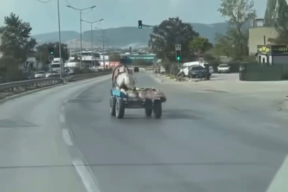 Başıboş At Arabasını Gören Vatandaşlar Şaşkına Döndü