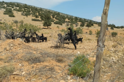 Antep fıstığı fidanları keçilere yem oldu!