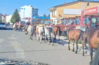 Başıboş atlar sokak ortasında geziyor