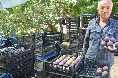 Bursa Siyah İncirinin 7-8 Tanesi Bir Kilogram