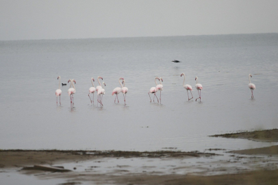 Flamingolardan Eşsiz  Görüntü