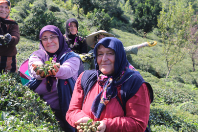 Yaş Çay Hasadında Sona Yaklaşıldı, Çay Tohumu Toplama Dönemi Başladı