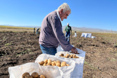 Verimli Tarım Arazilerinden Günlük 100 Çuval Patates Hasadı Yapılıyor