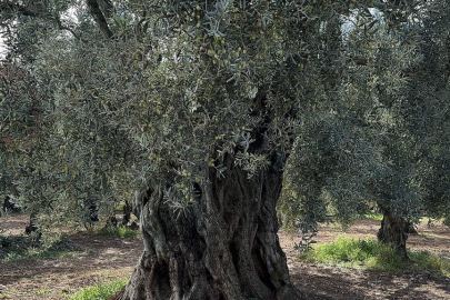 2 Bin Yıllık Zeytin Ağaçları