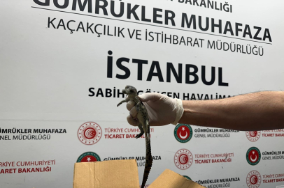 Gümrük Muhafaza ekipleri 17 timsah yakaladı!