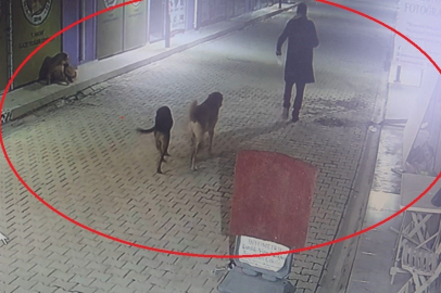 Kedileri köpeklere parçalattı!