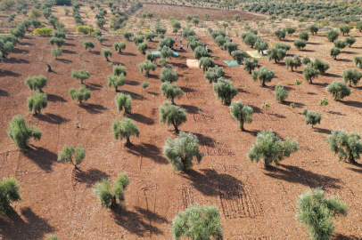 Zeytin Sezonu Açıldı