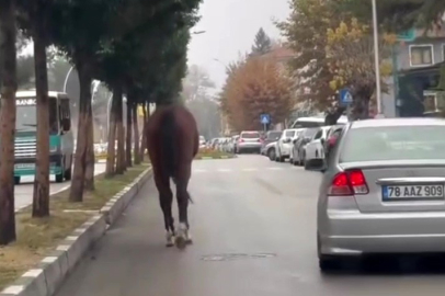 Başıboş At Trafiği Birbirine Kattı!