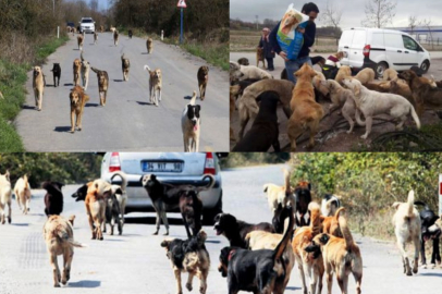 Sokak Köpeklerinin Yaşamı: Sorunlar ve Çözüm Arayışları