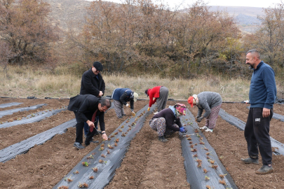 Çilek Yetiştiriciliği Projesi Hayata Geçti