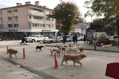 Sokakta oynayan çocuğa başıboş köpek saldırdı